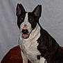 bull_terrier, dog, pet, indoor, animal, sitting, white, black, ears, face, mouth_open, wooden_surface, background, canine, portrait, domestic_animal, companion, fur, friendly, alert