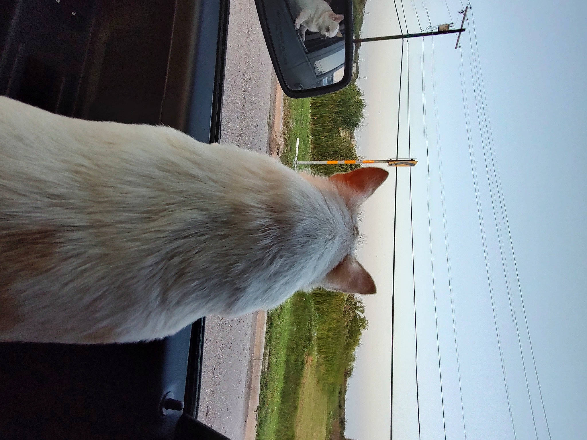 Tae Tae Aka Tator Tot joined the competition — help win amazing prizes! boat, felidae, fur, glass, grass, line, plant, sky, small_to_medium_sized_cats, tail, whiskers, window, windscreen_wiper, wood