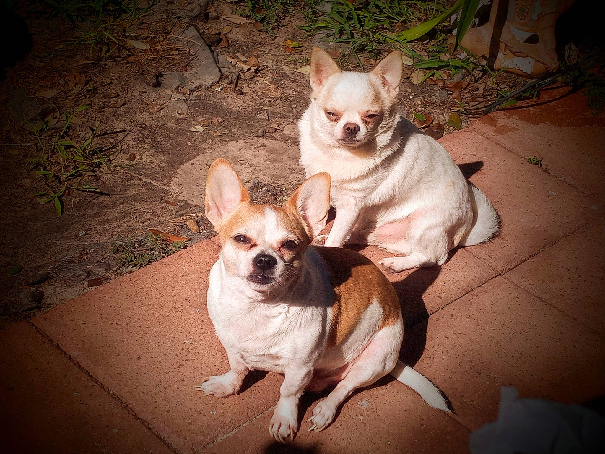 Tae Tae Aka Tator Tot is registered to the contest to win money with this photo: beauty, canidae, carnivore, chihuahua, comfort, companion_dog, dog, dog_breed, dog_supply, ear, fawn, head, human_body, mammal, snout, sporting_group, tints_and_shades, toy_dog, whiskers, working_animal