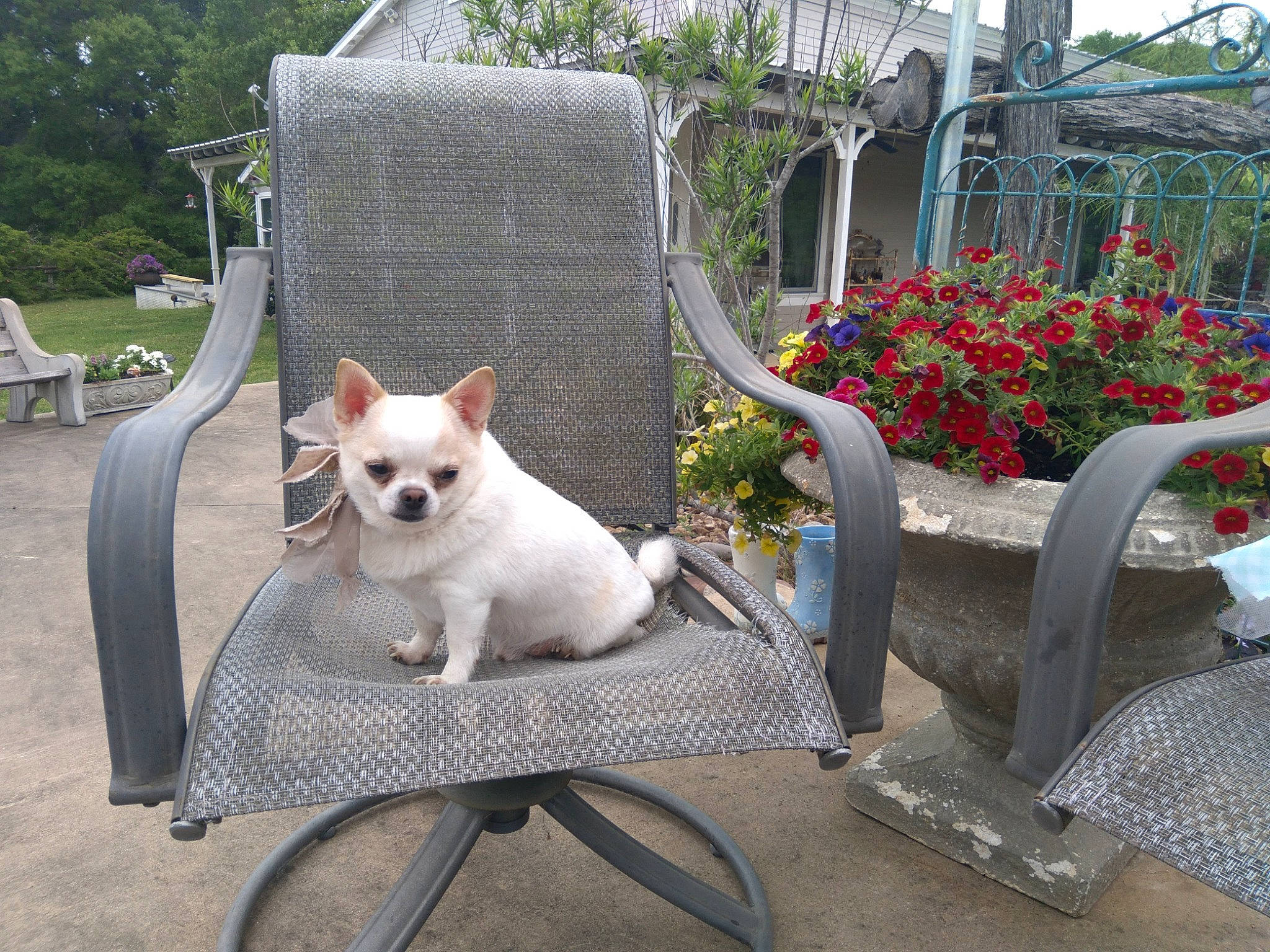 Tae Tae Aka Tator Tot is registered to the contest to win money with this photo: carnivore, chair, collar, companion_dog, dog, dog_breed, fawn, felidae, flower, flowerpot, grass, leisure, outdoor_furniture, plant, small_to_medium_sized_cats, snout, sporting_group, tail, toy_dog, tree