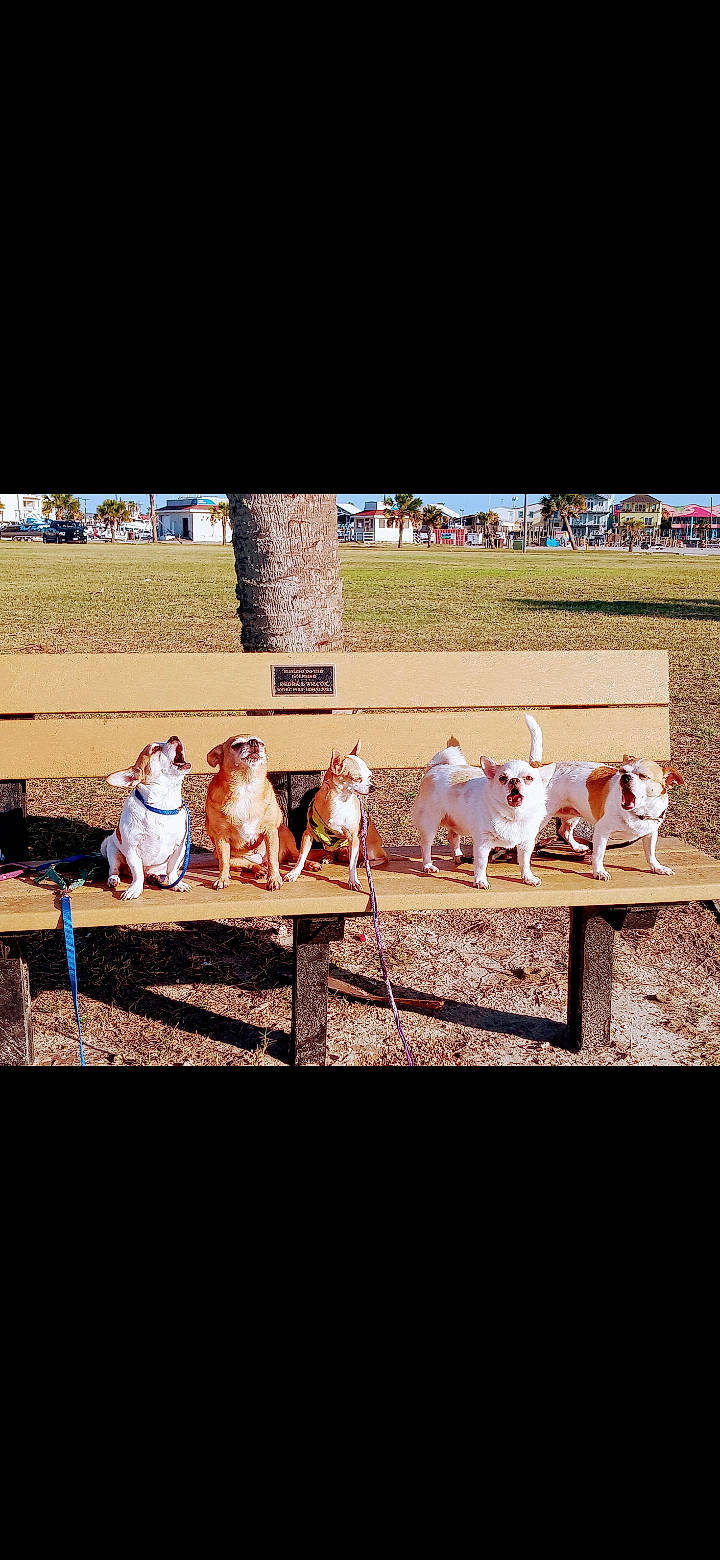 Tae Tae Aka Tator Tot is registered to the contest to win money with this photo: event, font, fun, grass, human_leg, landscape, leisure, livestock, photo_caption, rectangle, shadow, sitting, soil, sport_venue, tree, wood