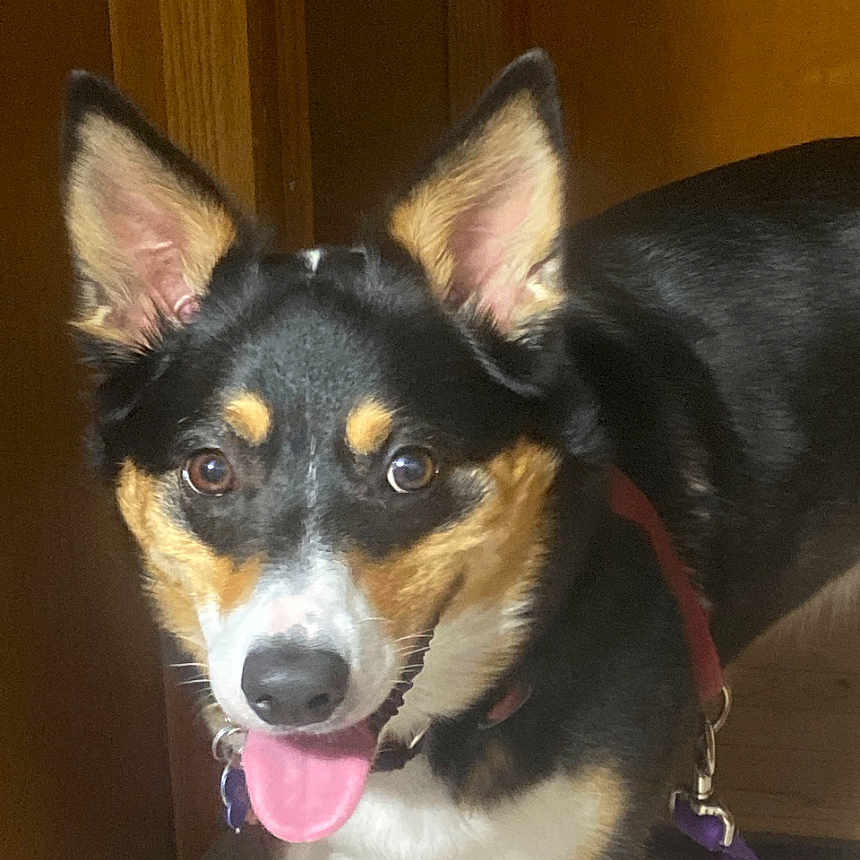 Roxy is registered to the contest to win money with this photo: accessories, animal, appenzeller, beagle, bodypart, canine, chihuahua, collar, dog, germanshepherd, hound, husky, leash, mouth, person, pet, puppy, snout, strap, text