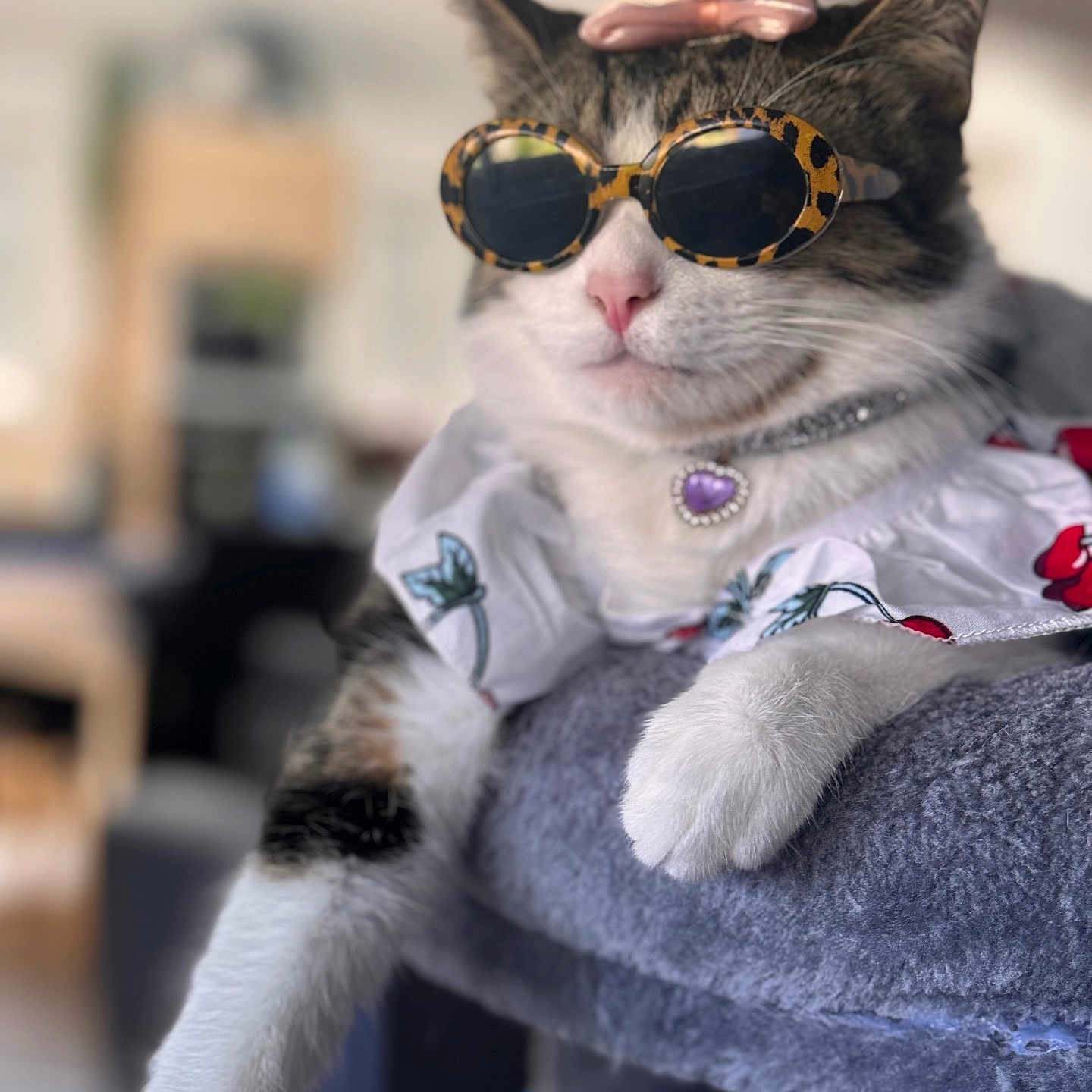Kiara participe au concours pour gagner de l'argent avec cette photo : abyssinian, accessories, animal, bodypart, cat, face, finger, formalwear, glasses, hand, head, kitten, manx, mouth, person, pet, photography, portrait, strap, sunglasses