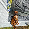 dog, brown_dog, leash, tent, curtains, grass, sunlight, outdoor, pet, canine, collar, shadow, resting, nature, camping, fabric, seat, animal, daylight, relaxed
