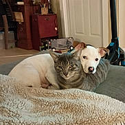 Duke is registered to the contest to win money with this photo: animal, blanket, cat, couch, cozy, dog, domestic, ears, floor, friendship, fur, furniture, gray_cat, household, indoor, living_room, pet, relaxation, snuggling, white_dog