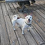 Duke is registered to the contest to win money with this photo: dog, white_dog, brown_patch, wooden_deck, bench, person, sitting, grass, outdoor, daylight, happy_dog, collar, leisure, casual_clothing, footwear, nature, smiling, pet, companion, wood_texture