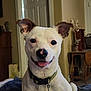 dog, white_dog, indoor, smiling, tongue_out, collar, pet, ears_up, cozy, blanket, furniture, door, home, happy, animal, canine, closeup, portrait, domestic, living_room