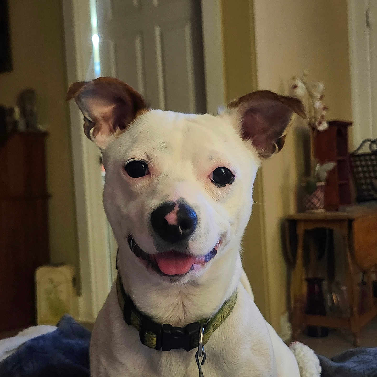Duke joined the competition — help win amazing prizes! animal, blanket, canine, closeup, collar, cozy, dog, domestic, door, ears_up, furniture, happy, home, indoor, living_room, pet, portrait, smiling, tongue_out, white_dog