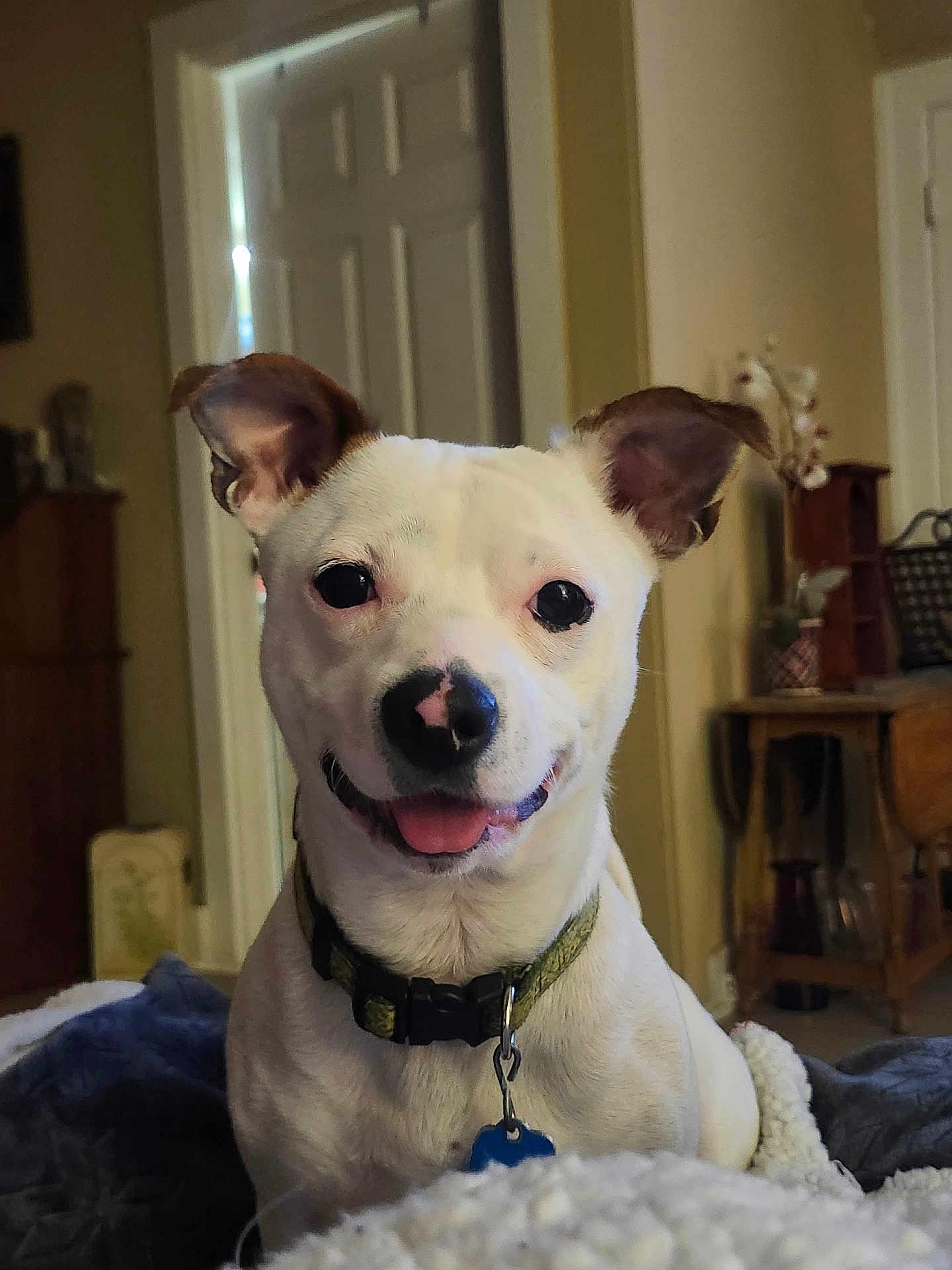 Duke joined the competition — help win amazing prizes! dog, white_dog, indoor, smiling, tongue_out, collar, pet, ears_up, cozy, blanket, furniture, door, home, happy, animal, canine, closeup, portrait, domestic, living_room