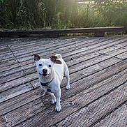 Duke joined the competition — help win amazing prizes! dog, small_dog, white_dog, brown_patch, wooden_deck, sunset, outdoor, nature, greenery, pet, canine, animal, curious, ears_up, collar, tag, standing, looking, daylight, smile