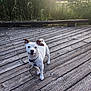 dog, small_dog, white_dog, brown_patch, wooden_deck, sunset, outdoor, nature, greenery, pet, canine, animal, curious, ears_up, collar, tag, standing, looking, daylight, smile