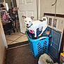 Duke joined the competition — help win amazing prizes! dog, laundry_basket, clothing, indoor, carpet, door, table, chair, plastic_bag, household_items, pet, curious, white_dog, brown_spot, collar, tile_floor, room, clutter, walking_aid, picture_frame