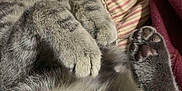 Ashers is registered to the contest to win money with this photo: adorable, animal, blanket, cat, closeup, cozy, cute, feline, fur, indoor, mammal, paws, pet, pillow, relaxed, resting, sleeping, soft, tabby, whiskers