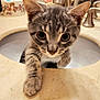 bathroom, cat, close_up, countertop, curious, ears, face, feline, gray_tabby, home, indoor, kitten, marble, mirror, paw, pet, playful, sink, toothbrush, whiskers