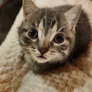 Ashers joined the competition — help win amazing prizes! animal, blanket, cat, closeup, comfort, cozy, curious, cute, eyes, face, feline, fur, indoor, kitten, pet, small, soft, tabby, whiskers, young