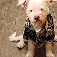 Polar joined the competition — help win amazing prizes! dog, white_dog, pet, animal, fluffy, shirt, clothing, indoor, wooden_floor, curious, sitting, ears, canine, domestic_animal, cute, companion, furry, portrait, young_dog, household