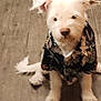 dog, white_dog, pet, animal, fluffy, shirt, clothing, indoor, wooden_floor, curious, sitting, ears, canine, domestic_animal, cute, companion, furry, portrait, young_dog, household