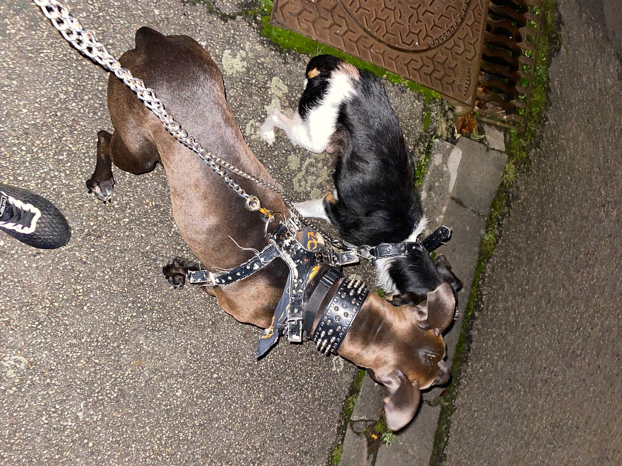 Ghetto participe au concours pour gagner de l'argent avec cette photo : asphalt, bicycle_handlebar, canidae, carnivore, collar, companion_dog, dog, dog_breed, dog_supply, fashion_accessory, fur, leash, pet_supply, road, road_surface, sidewalk, snout, sporting_group, tail, working_animal