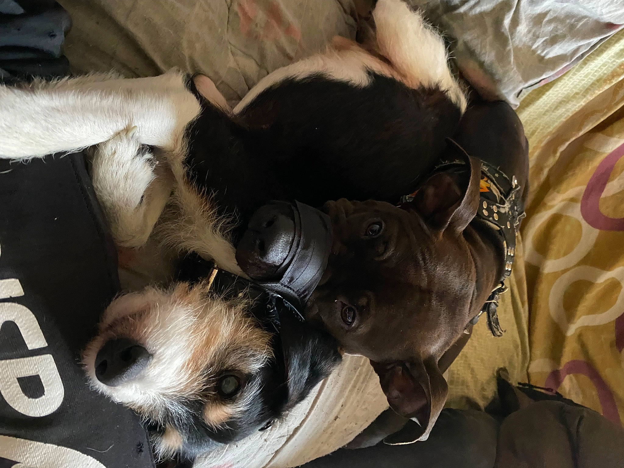 Ghetto participe au concours pour gagner de l'argent avec cette photo : canidae, carnivore, comfort, companion_dog, dog, dog_breed, ear, fawn, felidae, fur, mammal, nap, paw, small_to_medium_sized_cats, snout, sporting_group, tail, toy_dog, whiskers, working_animal