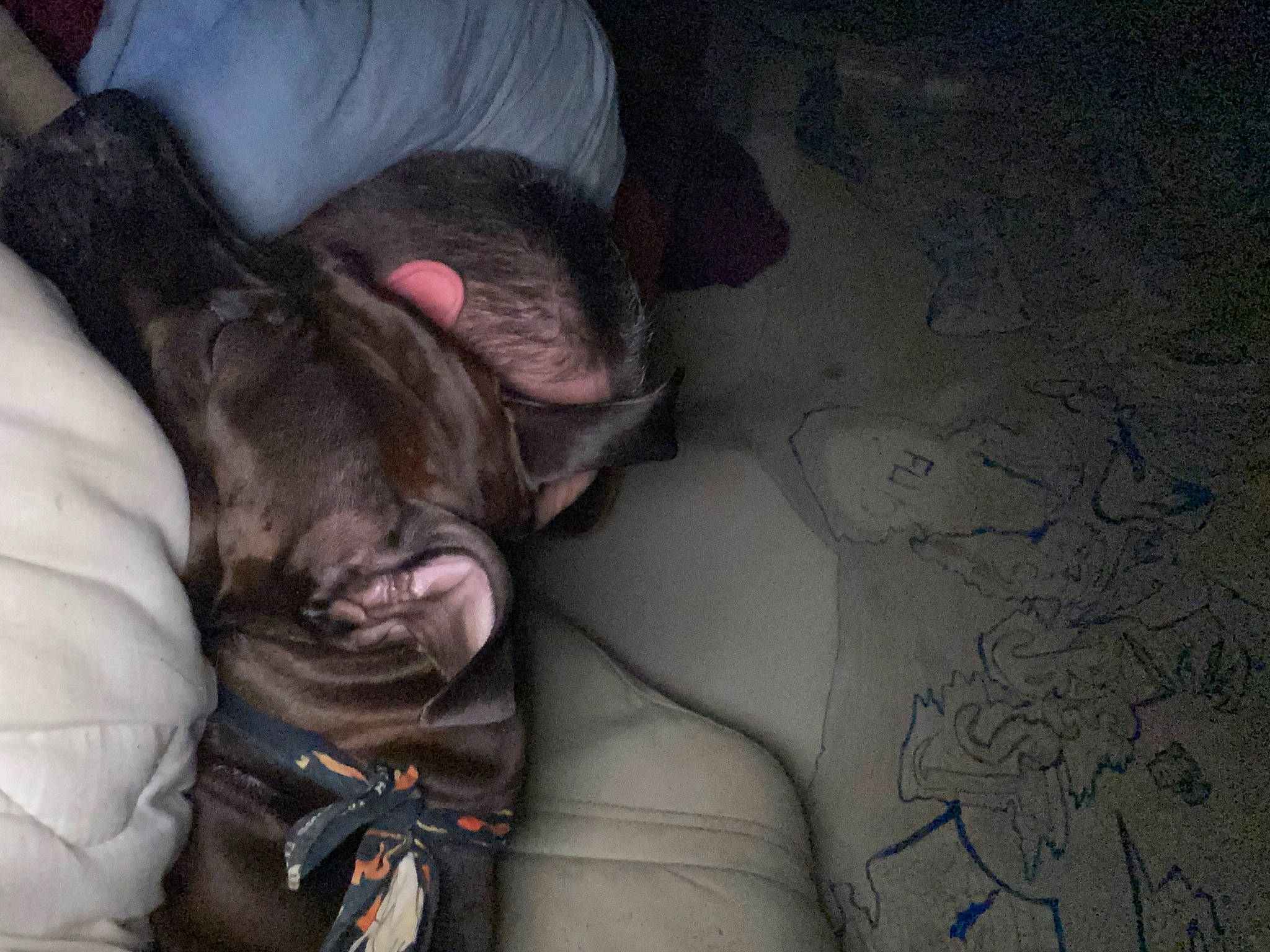 Phenix participe au concours pour gagner de l'argent avec cette photo : canidae, carnivore, comfort, companion_dog, dog, dog_breed, ear, felidae, fur, gesture, grey, guard_dog, human_leg, linens, nap, sleep, snout, sporting_group, toy_dog, whiskers