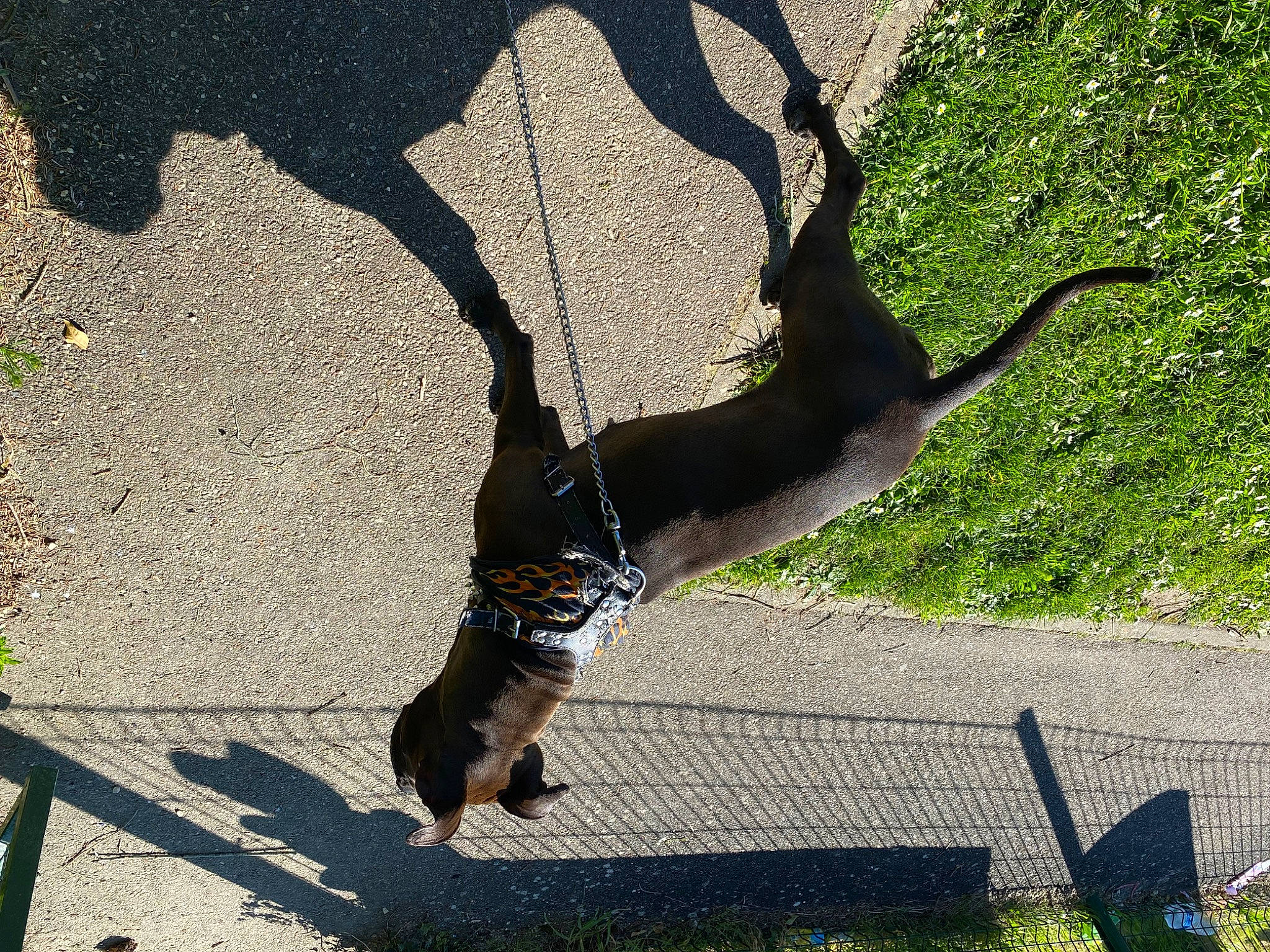Phenix participe au concours pour gagner de l'argent avec cette photo : asphalt, canidae, foot, grass, human_leg, leisure, plant, recreation, road_surface, shadow, sporting_group, street_stunts, tail, tints_and_shades, tree, trunk, twig, walking, wildlife, wing