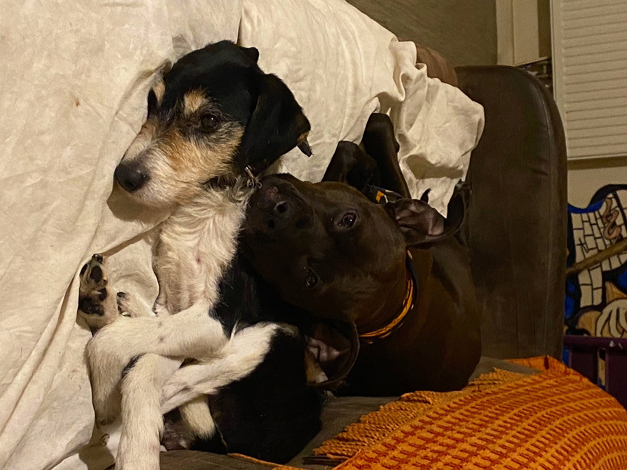 Phenix a rejoint le concours — aidez-le/la à gagner de superbes lots ! canidae, carnivore, chair, comfort, companion_dog, dog, dog_breed, dog_supply, fur, guard_dog, sitting, small_terrier, sporting_group, standard_schnauzer, terrier, toy_dog, working_animal, working_dog