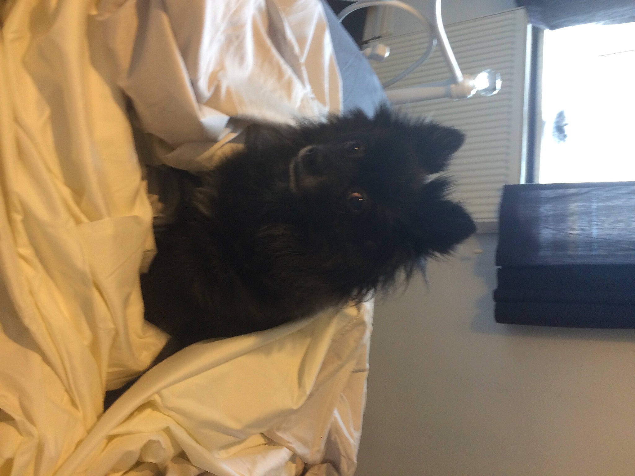 Teddybear Clark is registered to the contest to win money with this photo: bed, black_cat, canidae, carnivore, cat, comfort, companion_dog, dog_breed, duvet, felidae, flooring, fur, linens, room, sleeve, small_to_medium_sized_cats, sporting_group, tail, tints_and_shades, whiskers