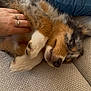 Joy participe au concours pour gagner de l'argent avec cette photo : puppy, dog, pet, hand, rings, couch, sofa, blue_cushion, fur, paw, relaxing, resting, close_up, indoor, cozy, texture, comfort, sleepy, animal, human