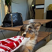 Joy a rejoint le concours — aidez-le/la à gagner de superbes lots ! puppy, dog, blanket, indoor, living_room, couch, wooden_table, handbag, playful, curious, furniture, cozy, pet, paw, fur, animal, home_decor, relaxing, cute, tug_of_war