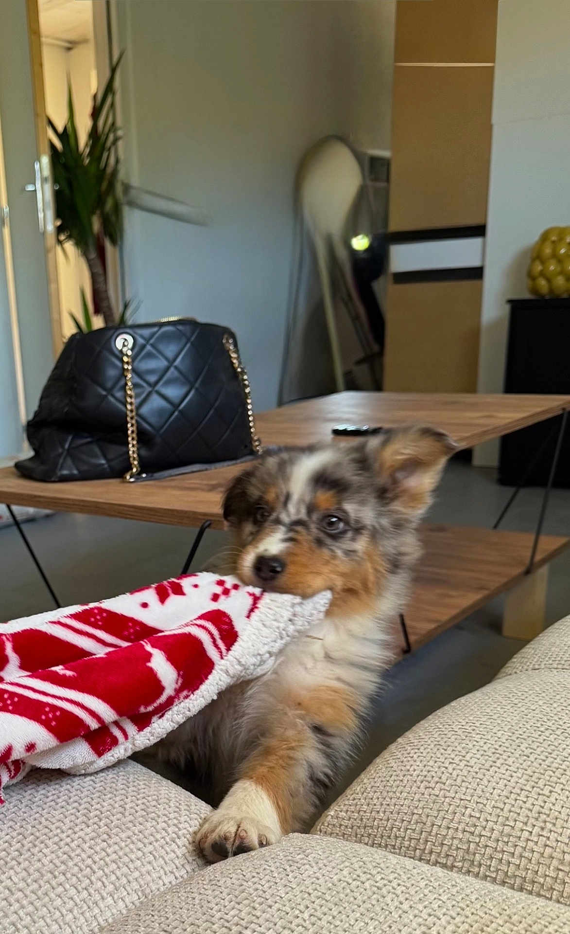 Joy a rejoint le concours — aidez-le/la à gagner de superbes lots ! puppy, dog, blanket, indoor, living_room, couch, wooden_table, handbag, playful, curious, furniture, cozy, pet, paw, fur, animal, home_decor, relaxing, cute, tug_of_war