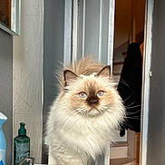 Pin-Up a rejoint le concours — aidez-le/la à gagner de superbes lots ! cat, fluffy, blue_eyes, indoor, bathroom, sink, open_door, stairs, tile_floor, mirror, faucet, soap_dispenser, cream_color, long_hair, pet, curious, domestic_cat, whiskers, paw, feline