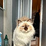 cat, fluffy, blue_eyes, indoor, bathroom, sink, open_door, stairs, tile_floor, mirror, faucet, soap_dispenser, cream_color, long_hair, pet, curious, domestic_cat, whiskers, paw, feline