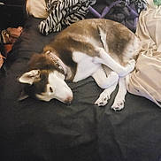 Buttercup joined the competition — help win amazing prizes! bed, black_bedspread, blanket, canine, carpet, collar, couch, dog, fur, furniture, home, indoor, lamp, person, pillow, red_pillow, relaxing, resting, sleeping, zebra_print