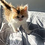 abyssinian, angora, animal, art, bed, blanket, cat, face, furniture, head, kitten, manx, person, pet, photography, portrait, quilt, siamese, tablecloth, white