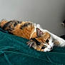abyssinian, animal, blanket, cat, kitten, manx, pet