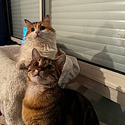 Macha participe au concours pour gagner de l'argent avec cette photo : animal, blanket, cat, companions, cozy, curious, domestic_animal, ears, feline, fluffy_cat, fur, indoor, looking_up, pet, resting, shadow, soft_lighting, tabby_cat, whiskers, window