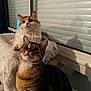animal, blanket, cat, companions, cozy, curious, domestic_animal, ears, feline, fluffy_cat, fur, indoor, looking_up, pet, resting, shadow, soft_lighting, tabby_cat, whiskers, window