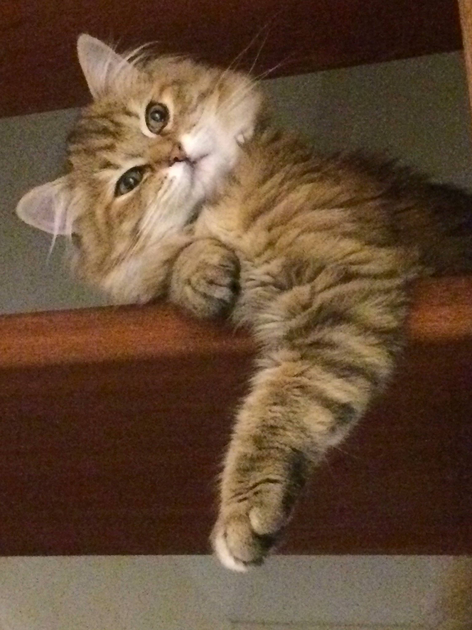 Iris a rejoint le concours — aidez-le/la à gagner de superbes lots ! american_bobtail, american_curl, asian, british_longhair, british_semi_longhair, carnivore, cat, domestic_short_haired_cat, dragon_li, european_shorthair, felidae, kitten, mammal, norwegian_forest_cat, pixie_bob, siberian, small_to_medium_sized_cats, tabby_cat, vertebrate, whiskers