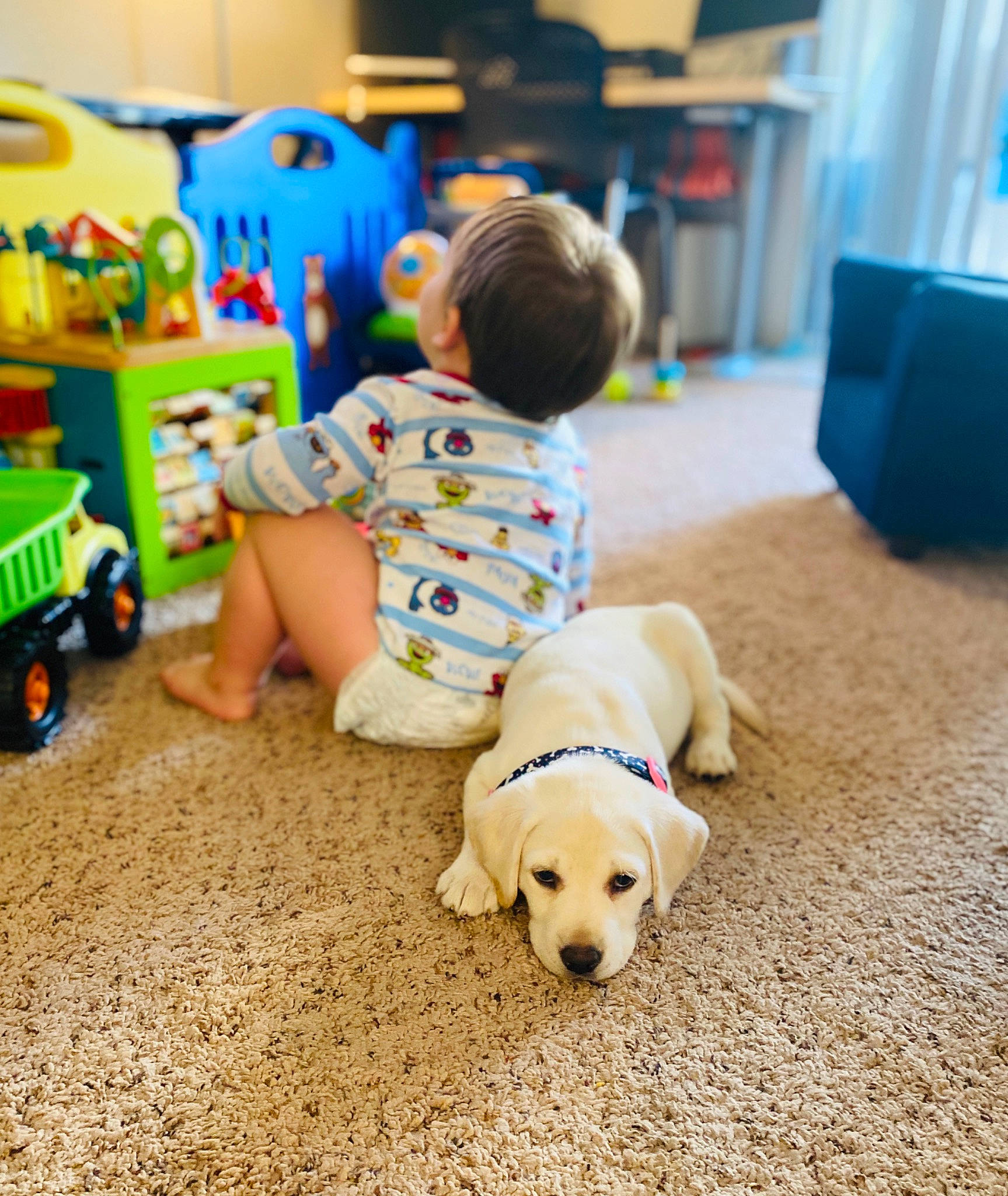 Jewel joined the competition — help win amazing prizes! baby, canidae, carnivore, child, companion_dog, dog, dog_breed, floor, flooring, fun, golden_retriever, labrador_retriever, play, puppy, retriever, sporting_group, toddler, toy, vacation, yellow