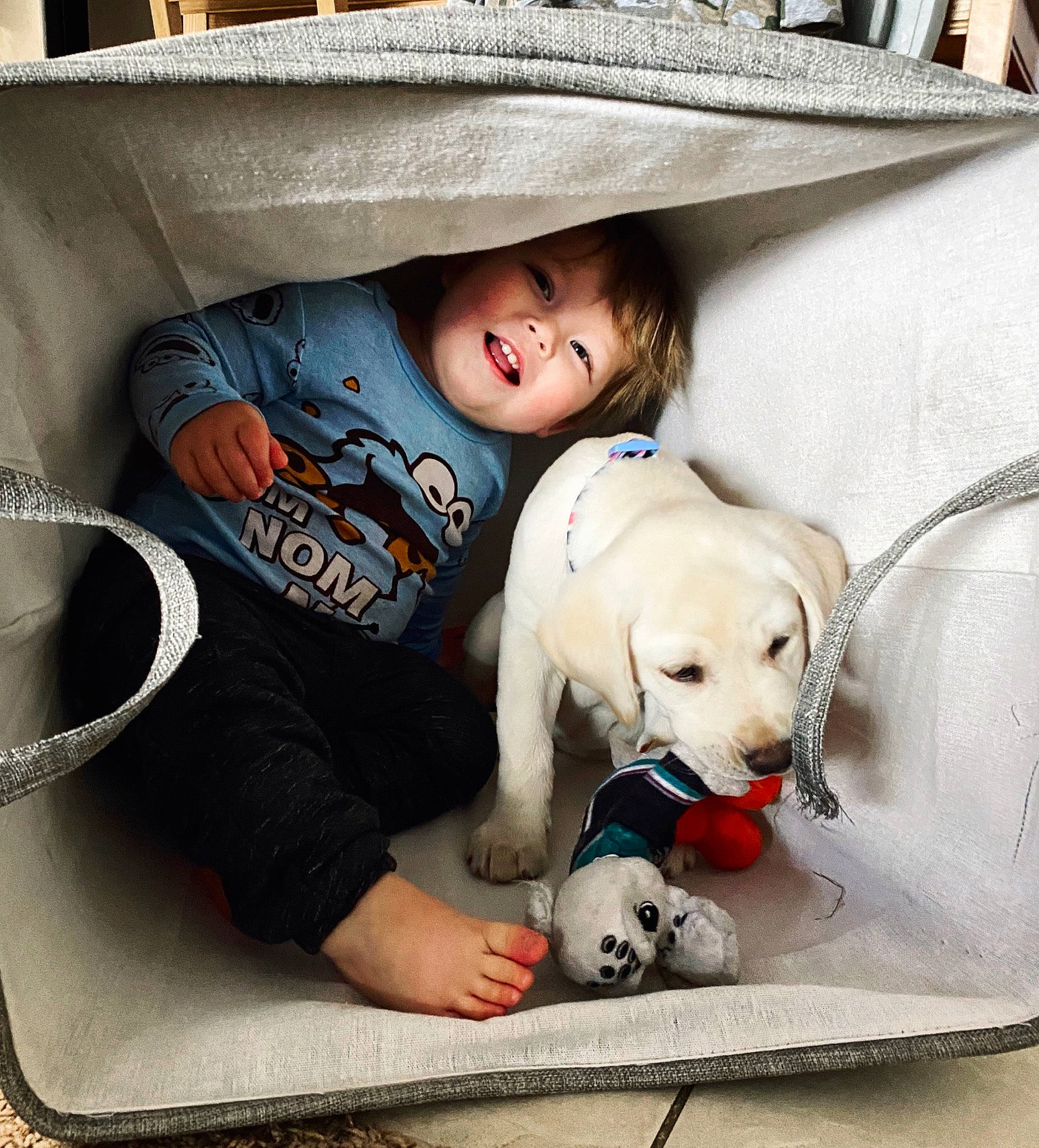 Jewel is registered to the contest to win money with this photo: canidae, cap, carnivore, child, companion_dog, dog, dog_breed, headgear, labrador_retriever, non_sporting_group, puppy, puppy_love, retriever, sporting_group