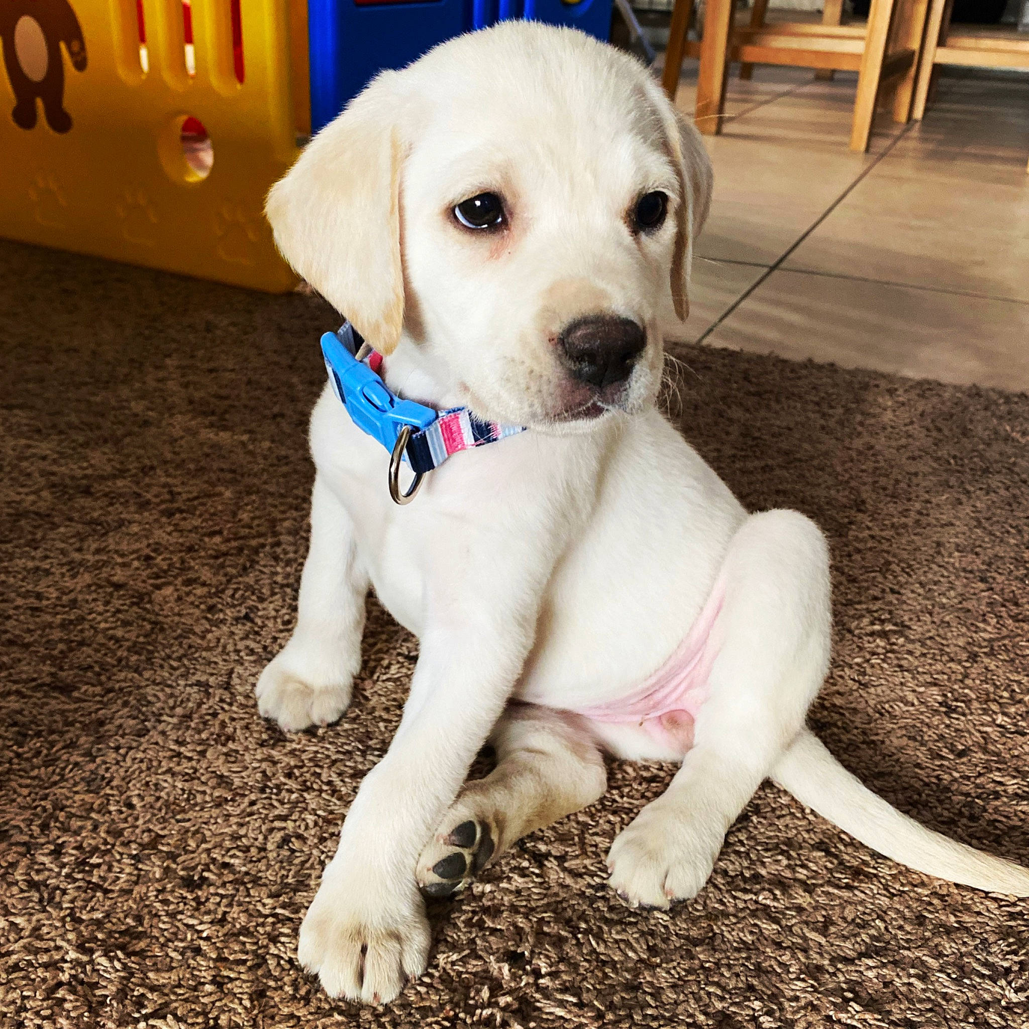Jewel is registered to the contest to win money with this photo: adventure, akbash_dog, beagador, canidae, carnivore, companion_dog, dog, dog_breed, fawn, labrador_retriever, mammal, puppy, puppy_love, rare_breed_dog, retriever, snout, sporting_group, tail, vertebrate