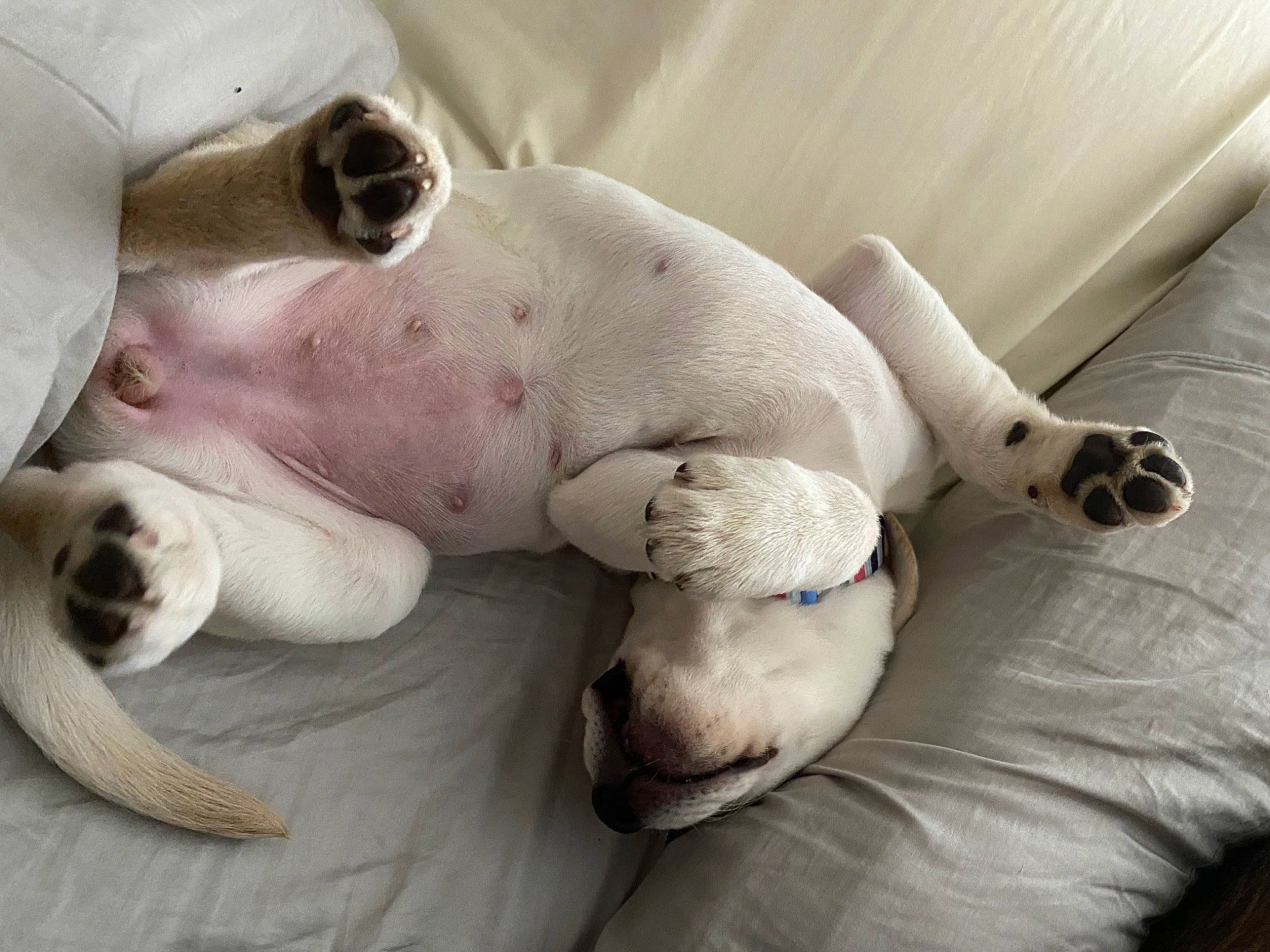 Jewel is registered to the contest to win money with this photo: canidae, carnivore, companion_dog, dog, dog_breed, fawn, non_sporting_group, nose, paw, pointer, puppy, puppy_love, snout, sporting_group