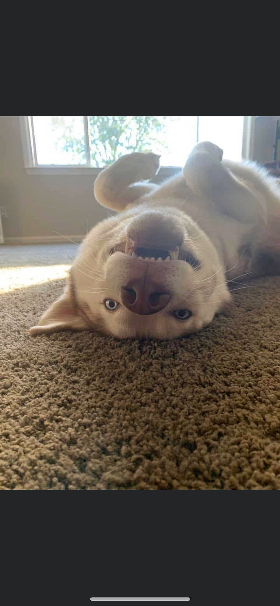 Aero is registered to the contest to win money with this photo: canidae, carnivore, companion_dog, dog_breed, fawn, felidae, flooring, foot, fur, paw, snout, sporting_group, stuffed_toy, tail, terrestrial_animal, toy, whiskers, window, wood, working_animal