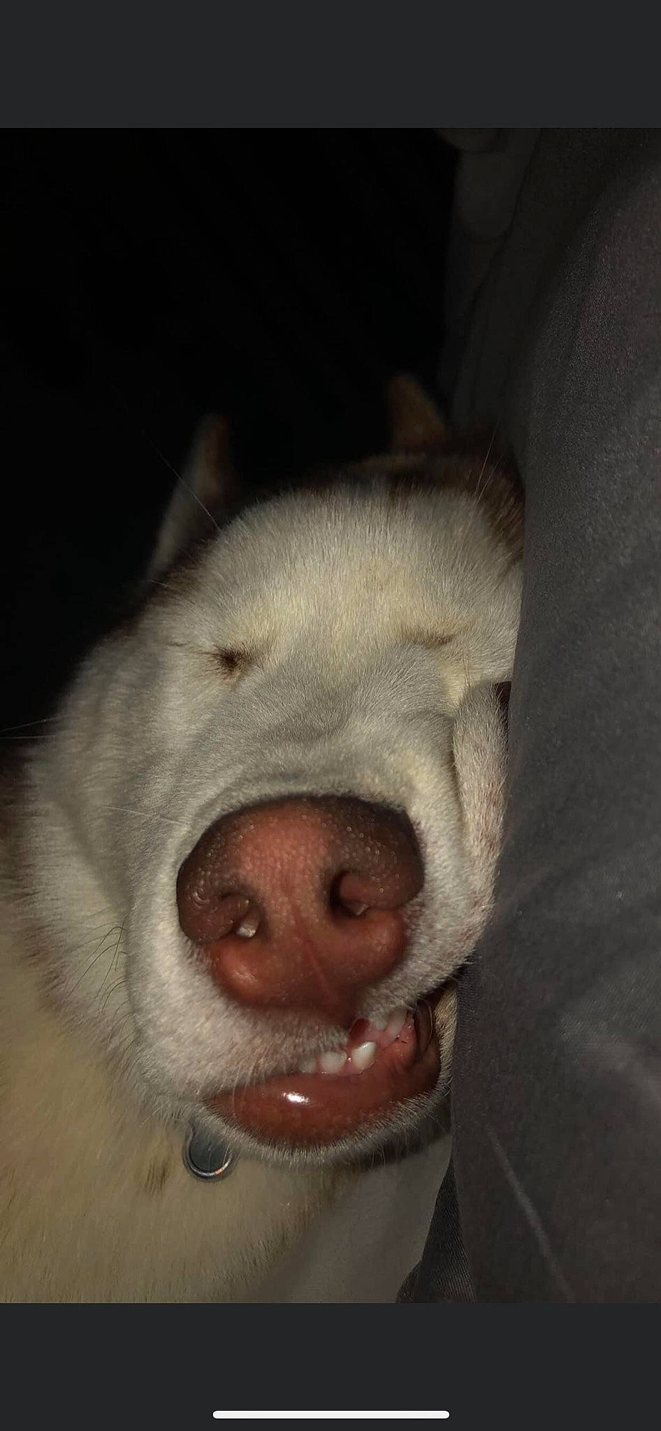 Aero joined the competition — help win amazing prizes! canidae, carnivore, comfort, companion_dog, darkness, dog, dog_breed, ear, eye, fang, flesh, fur, jaw, no_expression, non_sporting_group, nose, snout, sporting_group, terrestrial_animal, whiskers