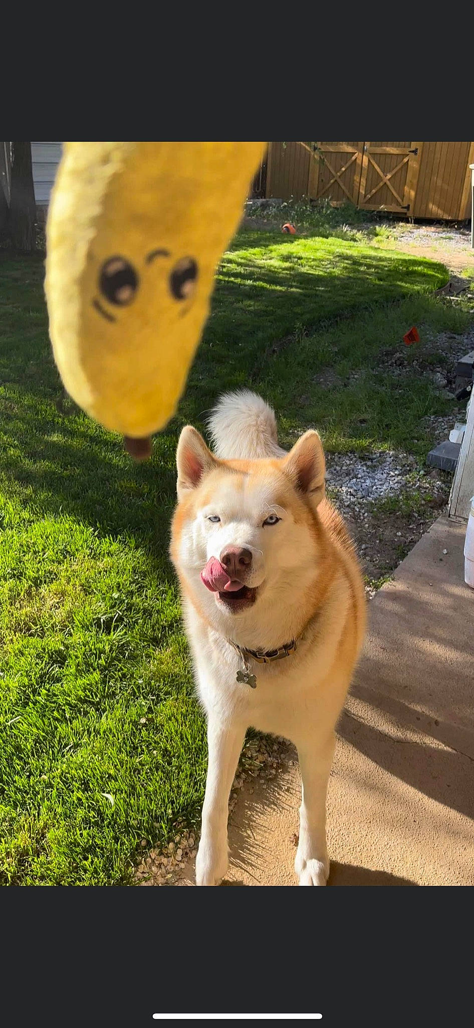 Aero joined the competition — help win amazing prizes! ancient_dog_breeds, canidae, carnivore, collar, companion_dog, dog, dog_breed, fawn, fur, grass, non_sporting_group, snout, spitz, sporting_group, tail, working_animal, working_dog