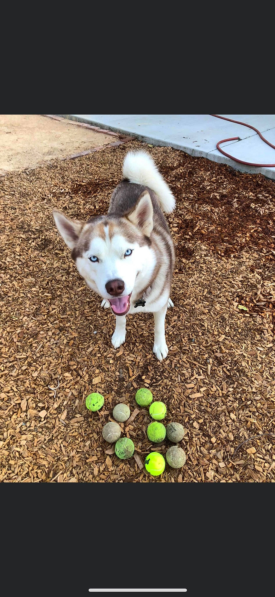 Aero joined the competition — help win amazing prizes! ball, canidae, carnivore, companion_dog, dog, dog_breed, dog_supply, fawn, grass, pet_supply, recipe, road_surface, siberian_husky, soil, sporting_group, tail, tennis_ball, tennis_equipment, working_animal, working_dog