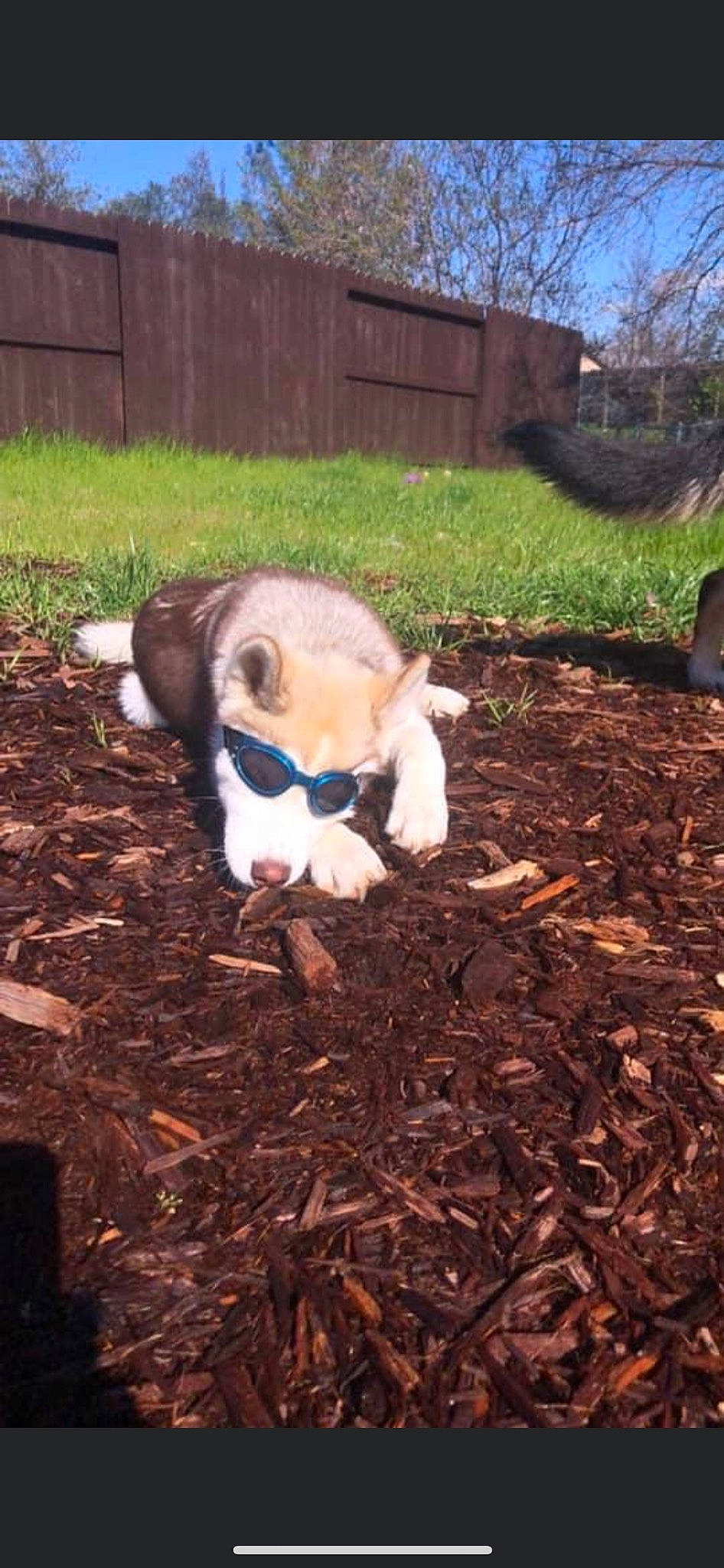 Aero joined the competition — help win amazing prizes! canidae, carnivore, companion_dog, dog_breed, fawn, fence, fur, grass, livestock, plant, sky, snout, soil, sporting_group, tail, terrestrial_animal, tree, whiskers, wood, working_animal