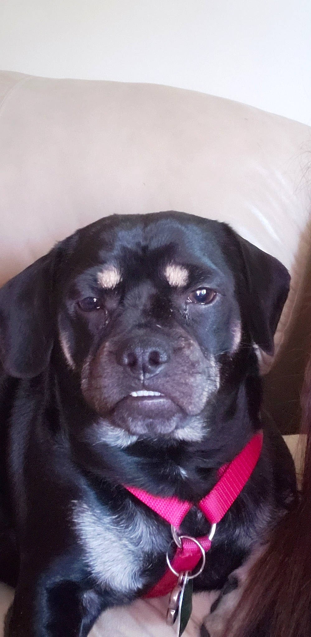 Puggles is registered to the contest to win money with this photo: beagador, borador, cane_corso, canidae, carnivore, companion_dog, dog, dog_breed, labrador_retriever, mammal, patterdale_terrier, puggle, puppy, rare_breed_dog, retriever, snout, sporting_group, vertebrate, whiskers