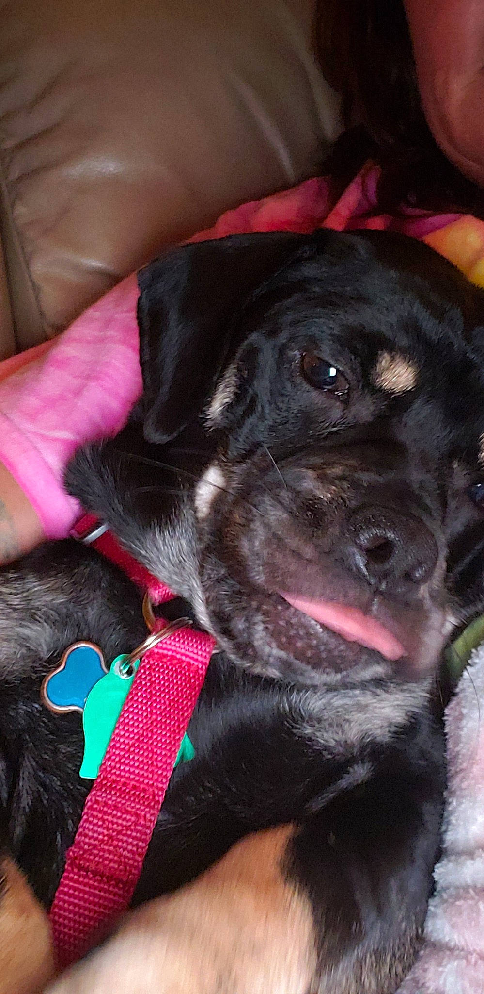 Puggles is registered to the contest to win money with this photo: beagador, borador, canidae, carnivore, companion_dog, dog, dog_breed, fawn, labrador_retriever, mammal, nose, patterdale_terrier, puggle, puppy, snout, sporting_group