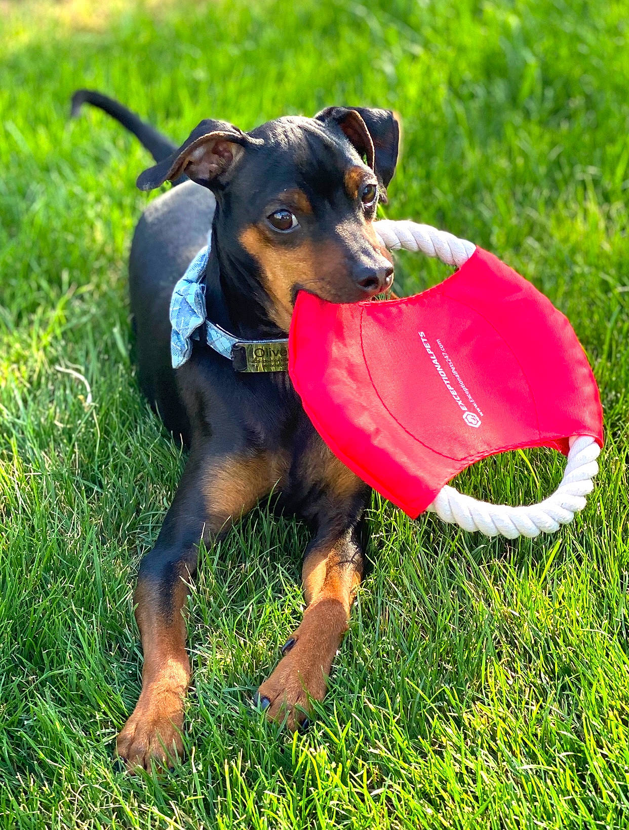 Oliver is registered to the contest to win money with this photo: canidae, carnivore, collar, companion_dog, disc_dog, dog, dog_breed, dog_clothes, dog_collar, dog_supply, frisbee_games, grass, guard_dog, hunting_dog, mammal, pet_supply, pinscher, snout, sporting_group, working_animal